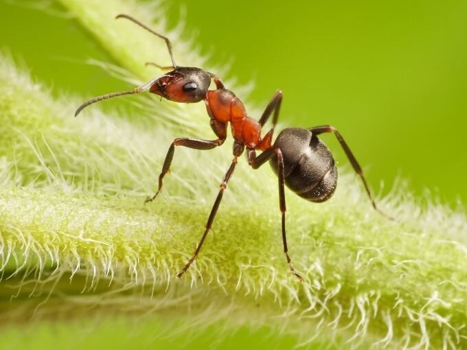 生き物教室「足から考える昆虫の進化」のようす